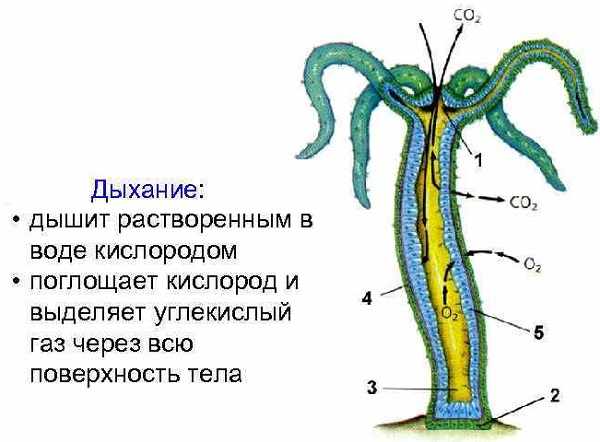 Кракен маркетплейс ссылка