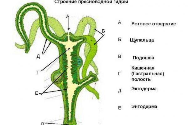 Почему не закрыт сайт кракен