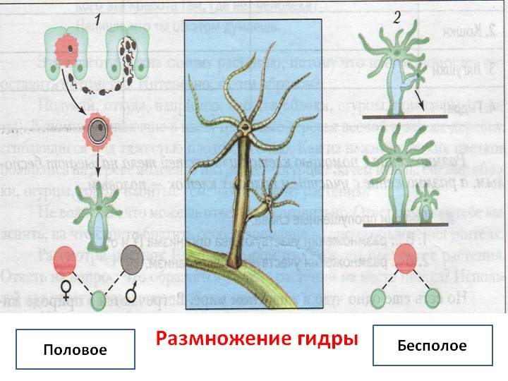 Кракен ссылка зайти